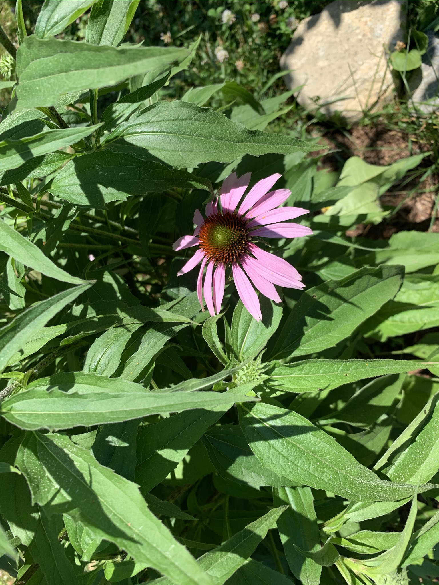 AF367472-D425-4C15-A684-E29FE70BFAAB