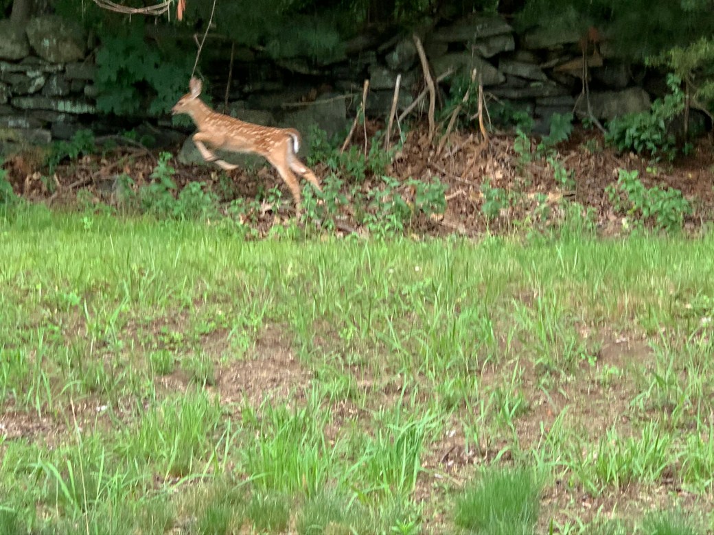 F6628E5B-9A8D-4314-BEA5-A0F1C0A40A10